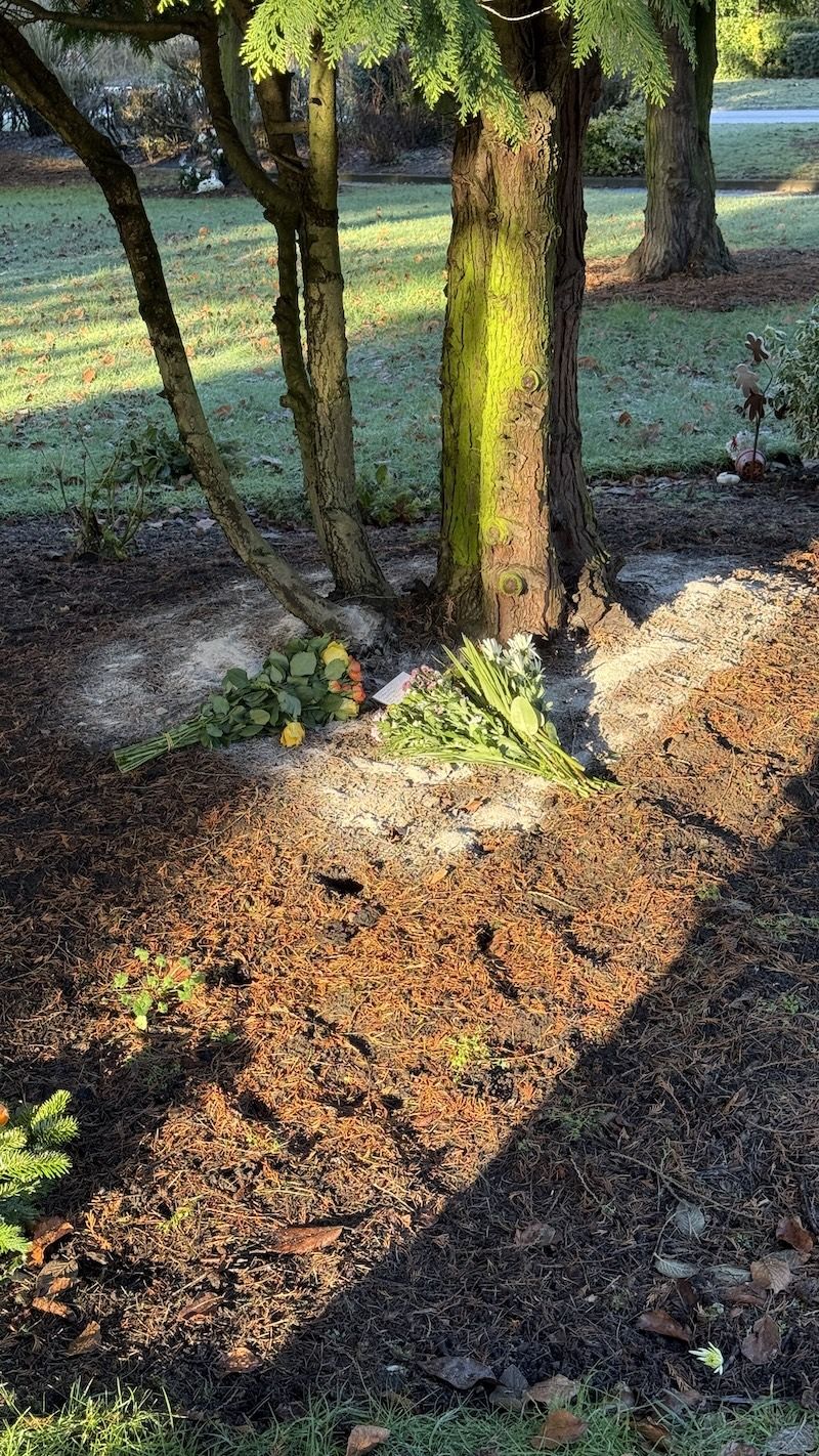 Mum's ashes scattered around a yew tree, in Scunthorpe Crematorium, with 2 bouquets of flowers placed