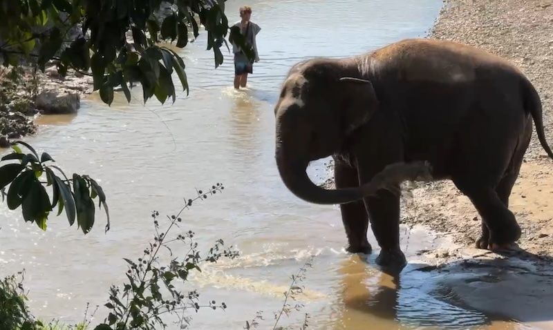 An elephant playing in a river spraying itself with water