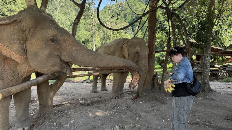 Susan feeding an elephant a bunch of bananas