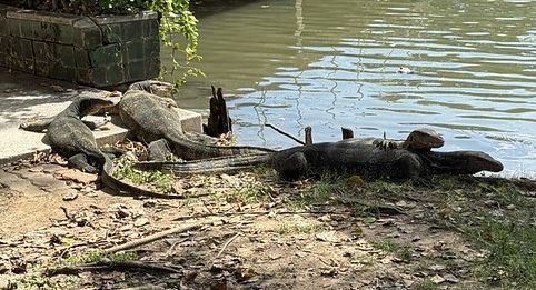 4 water monitor lizards lying by a lake in a park